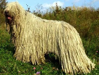 Прикрепленное изображение: Komondor-big5.jpg